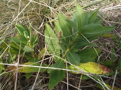 Solidago azorica