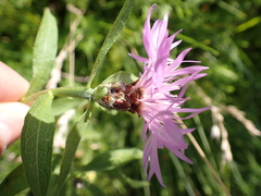 Centaurea