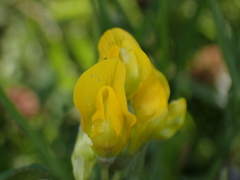 Lathyrus pratensis
