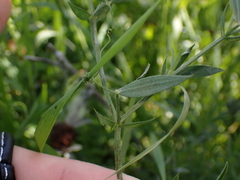 Lathyrus pratensis