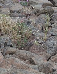Leucosticte tephrocotis littoralis