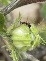 Passiflora pentaschista