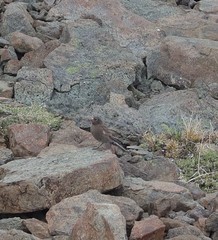 Leucosticte tephrocotis littoralis