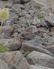 Leucosticte tephrocotis littoralis