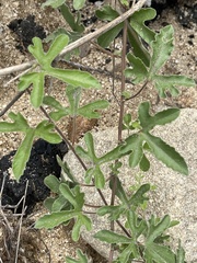 Passiflora pentaschista