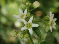 Vincetoxicum hirundinaria