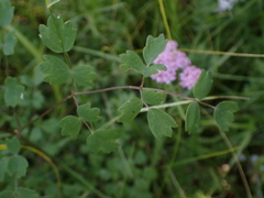 Thalictrum aquilegiifolium