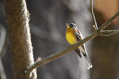 Emberiza flaviventris flaviventris