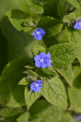 Pentaglottis sempervirens