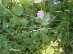 Thalictrum aquilegiifolium