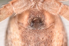 Philodromus cespitum