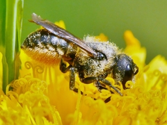 Osmia leaiana