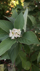 Cornus sericea