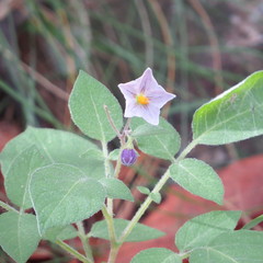 Solanum stoloniferum