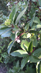 Cornus sericea