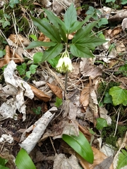 Cardamine enneaphyllos