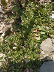 Polygala supina supina