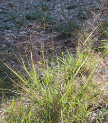 Digitaria cognata