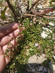 Polygala supina supina