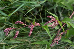 Persicaria maculosa