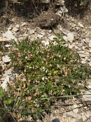 Polygala supina supina