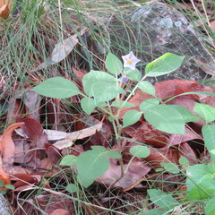 Solanum stoloniferum