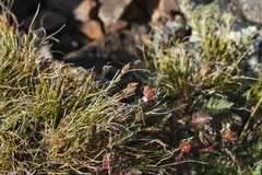 Carex nardina hepburnii