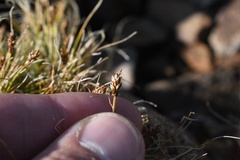 Carex nardina hepburnii