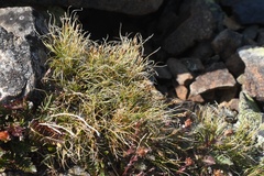 Carex nardina hepburnii