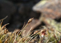 Carex nardina hepburnii