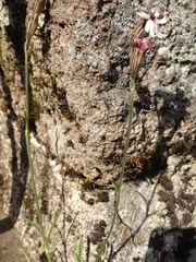 Silene ciliata