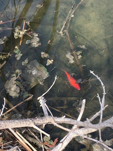 Carassius auratus