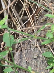 Trachylepis depressa