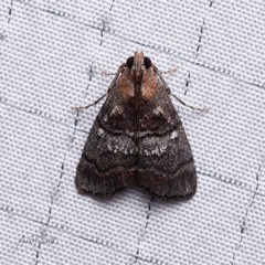 Pococera maritimalis