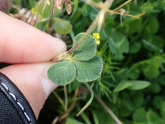 Trifolium incarnatum molinerii
