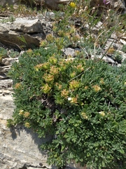 Teucrium montanum jailae