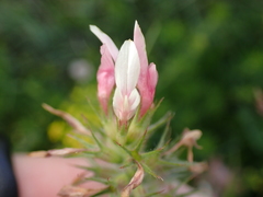Trifolium incarnatum molinerii