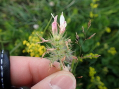 Trifolium incarnatum molinerii