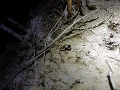 Pheropsophus javanus