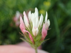 Trifolium incarnatum molinerii