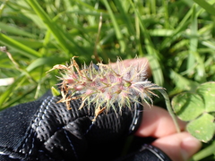 Trifolium incarnatum molinerii
