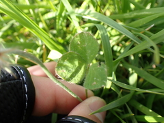Trifolium incarnatum molinerii