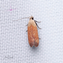Anacampsis fullonella