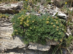 Teucrium montanum jailae