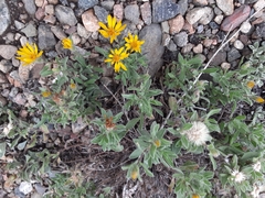 Heterotheca pumila
