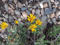 Heterotheca pumila