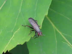 Coremacera marginata