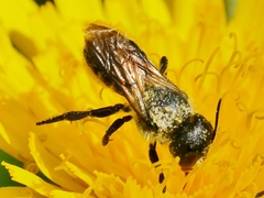 Osmia leaiana