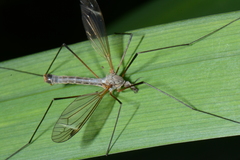 Tipula luna