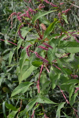 Persicaria maculosa